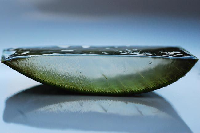 aloe vera